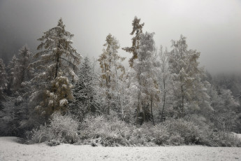 Картинка природа зима деревья