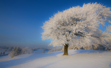 Картинка природа зима дерево снег