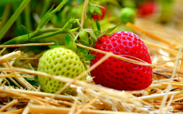Картинка природа Ягоды клубника