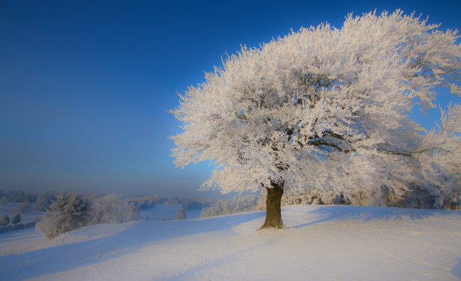 Обои картинки фото природа, зима, дерево, снег