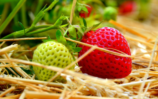 Обои картинки фото природа, Ягоды, клубника