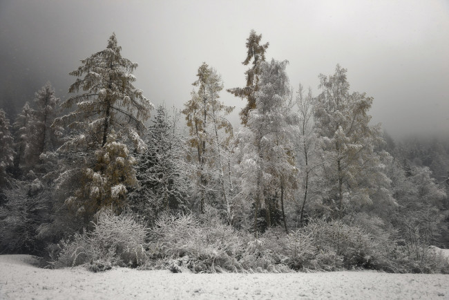 Обои картинки фото природа, зима, деревья