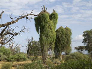 Картинка природа деревья простор