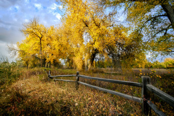 Картинка природа деревья простор