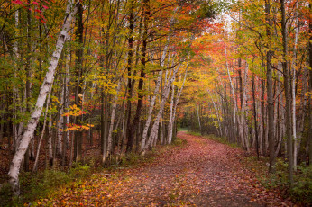 Картинка природа дороги простор