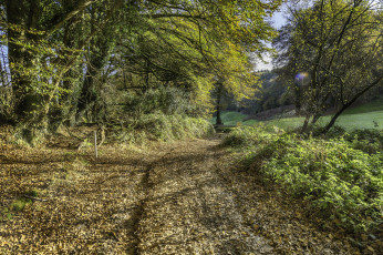 Картинка природа лес простор