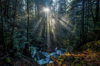 Картинка природа лес простор