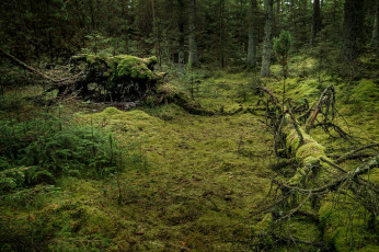 Картинка природа лес река