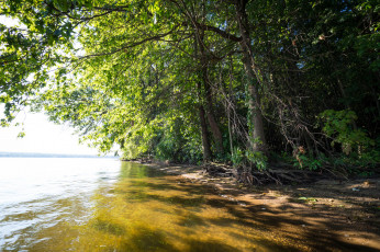 Картинка природа реки озера река лес