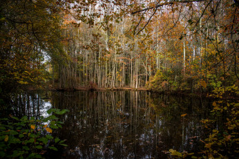 Картинка природа реки озера река лес