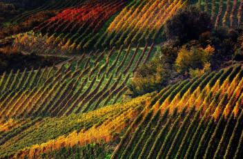 Картинка природа поля виноградники