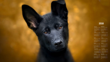 обоя календари, животные, взгляд, морда, собака, 2018