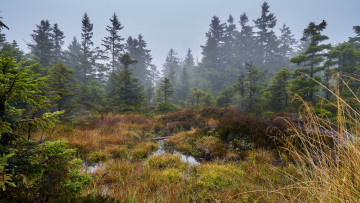 Картинка природа лес простор