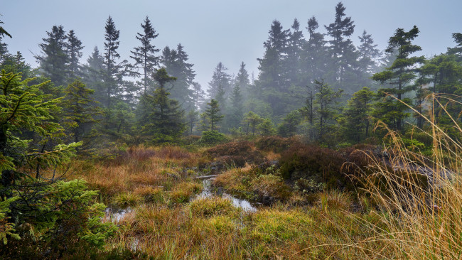 Обои картинки фото природа, лес, простор