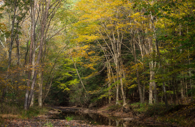 Обои картинки фото природа, лес, простор