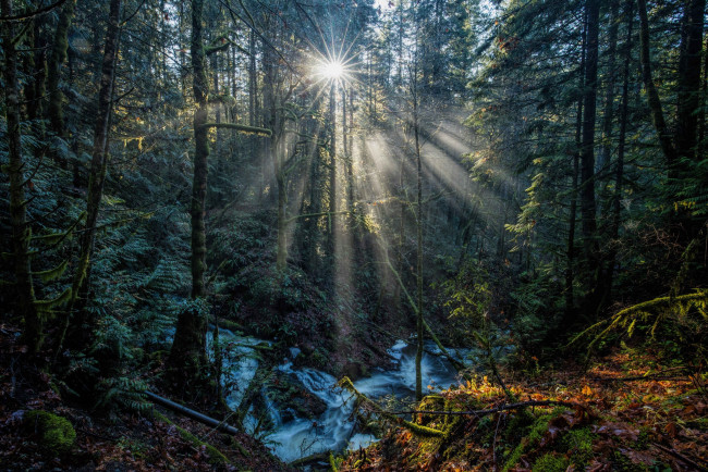 Обои картинки фото природа, лес, простор