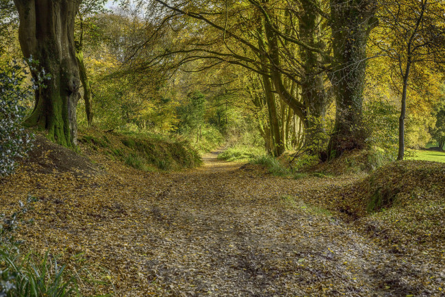 Обои картинки фото природа, лес, простор