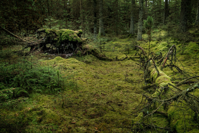 Обои картинки фото природа, лес, река