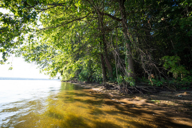 Обои картинки фото природа, реки, озера, река, лес