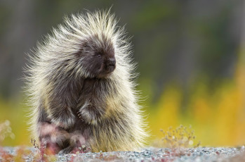 Картинка поркупин животные дикобразы иглы дикобразовые колючий животное дикобраз