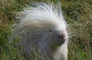 Картинка дикобраз+альбинос животные дикобразы альбинос дикобраз колючий дикобразовые иглы животное