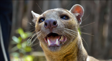 Картинка fossa животные фоссы мадагаскар виверровые хищник животное фосса млекопитающее красная книга