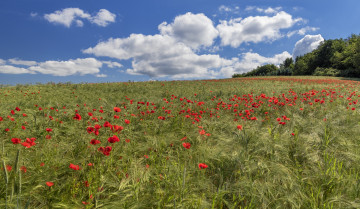 Картинка природа луга простор