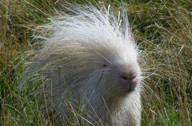 Обои картинки фото дикобраз альбинос, животные, дикобразы, альбинос, дикобраз, колючий, дикобразовые, иглы, животное