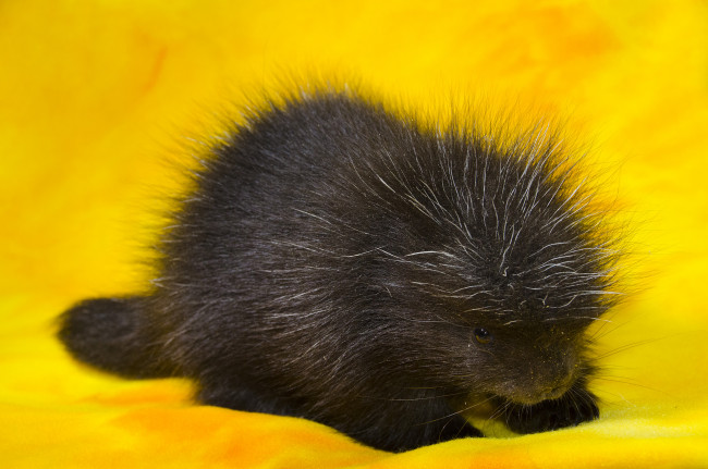 Обои картинки фото древесный дикобраз, животные, дикобразы, дикобраз, древесный, животное, иглы, колючий, дикобразовые