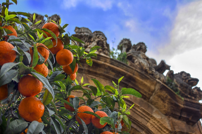 Обои картинки фото природа, плоды, простор