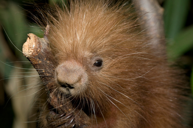 Обои картинки фото поркупин, животные, дикобразы, дикобразовые, колючий, иглы, животное, дикобраз