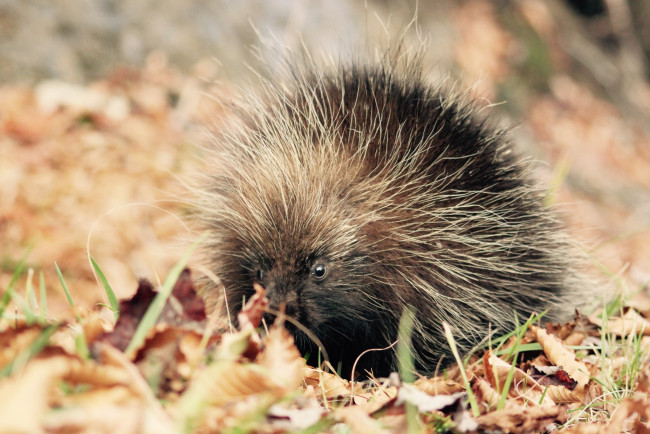 Обои картинки фото поркупин, животные, дикобразы, дикобразовые, колючий, иглы, животное, дикобраз