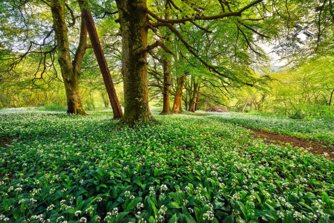 Обои картинки фото природа, лес, простор