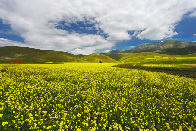 Обои картинки фото природа, луга, простор