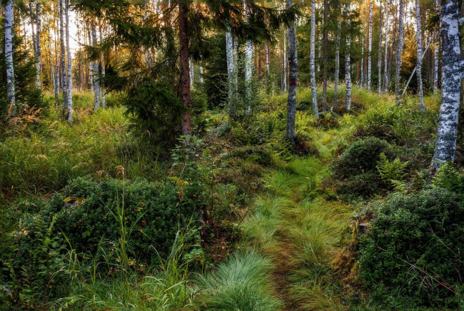 Обои картинки фото природа, лес, простор