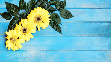 Картинка цветы герберы желтые