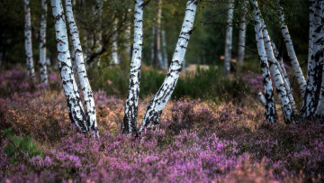 Картинка природа лес березы вереск