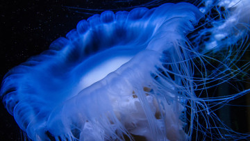 Картинка животные медузы медуза подводный мир организм море океан вода гидроидные сцифоидные