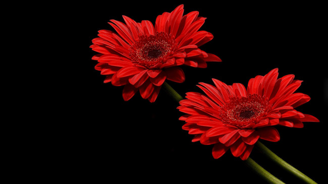 Обои картинки фото цветы, герберы, красные, дуэт