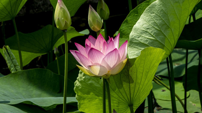 Обои картинки фото цветы, лотосы, листья, лотос, бутоны