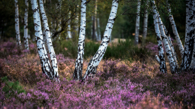 Обои картинки фото природа, лес, березы, вереск