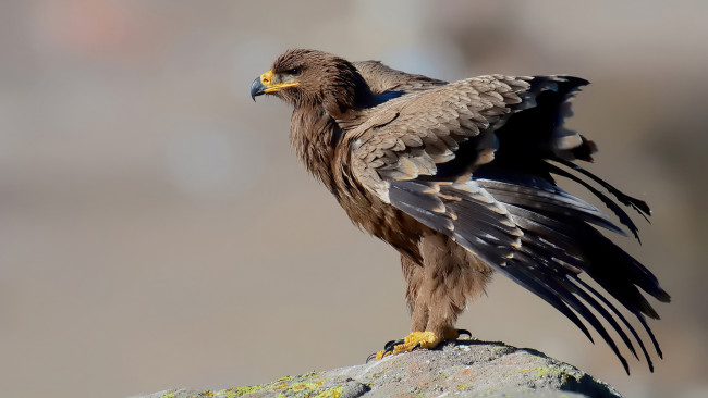 Обои картинки фото степной орёл, животные, птицы - хищники, степной, орёл, орлы, ястребиные, ястребообразные, птица, хищник, клюв, когти, перья, крылья, полёт