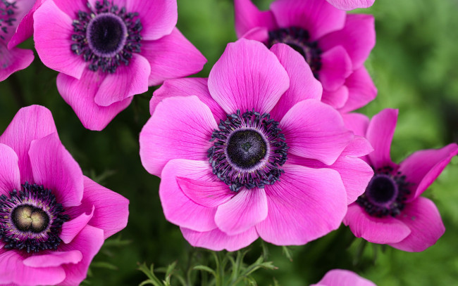 Обои картинки фото цветы, анемоны,  сон-трава, макро