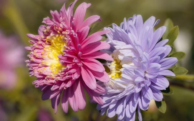 Обои картинки фото цветы, астры, дуэт