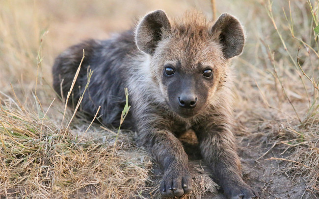 Обои картинки фото гиена, животные, гиены,  гиеновые собаки, hyena, щенок, гиеновые, хищник, млекопитающее, шерсть, когти, оскал, зубы, африка