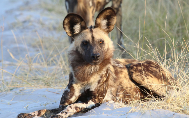 Обои картинки фото гиеновидная собака, животные, гиены,  гиеновые собаки, гиеновидная, собака, псовые, хищник, млекопитающее, шерсть, когти, оскал, зубы, африка