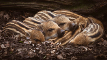 обоя животные, свиньи,  кабаны, уют, земля, вместе, листва, сон, бревно, малыши, спят, лежат, детеныши, полосатые, мордашки, хрюшки, поросята, выводок, кабаны