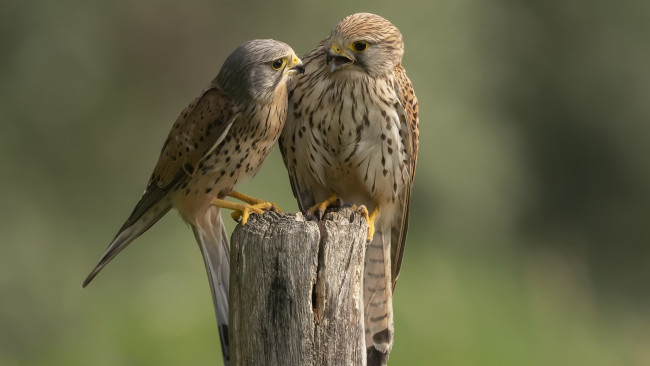 Обои картинки фото животные, птицы - хищники, птица, сокол, пустельга