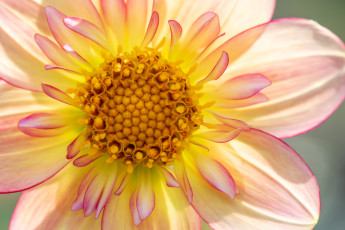 обоя цветы, георгины, цветок