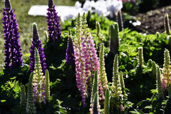 обоя цветы, люпин, разноцветный